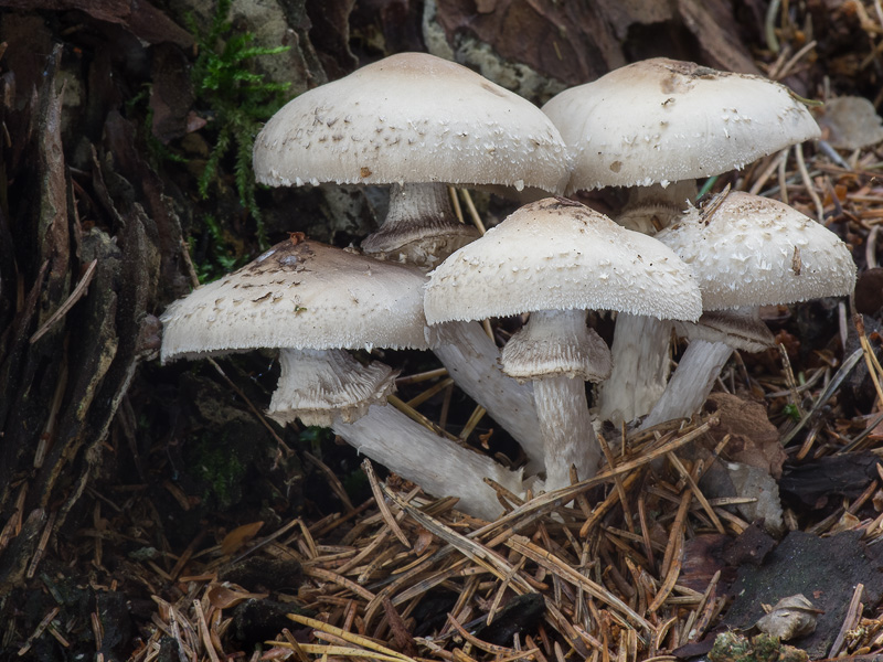 Psathyrella caput-medusae